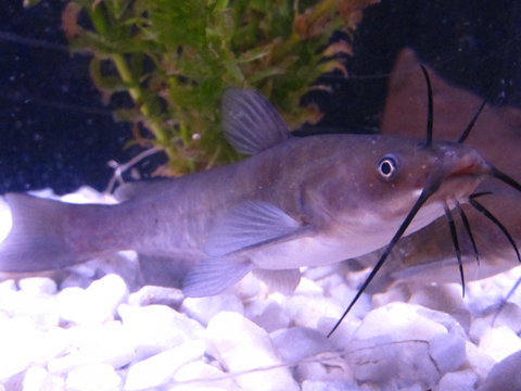 Bullhead