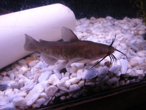 Bullhead