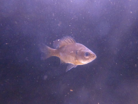 Sunfish
