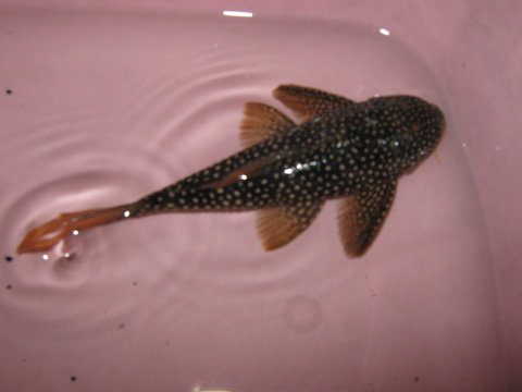 Female - Superior View