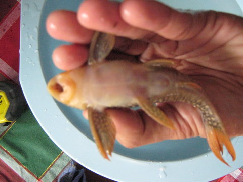 Inferior View