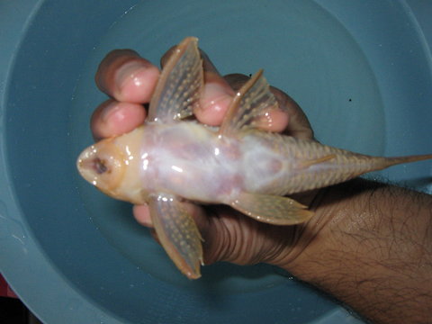 Inferior View