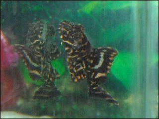 a plec.jpg