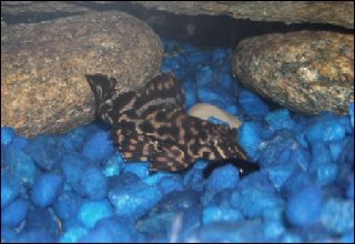 a plec a.jpg
