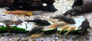fish 186.jpg
