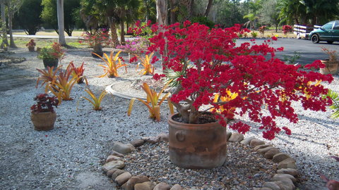 bougainvillea -3.JPG