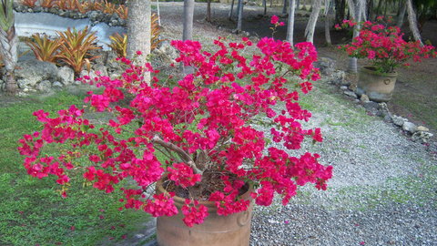 bougainvillea -2.JPG