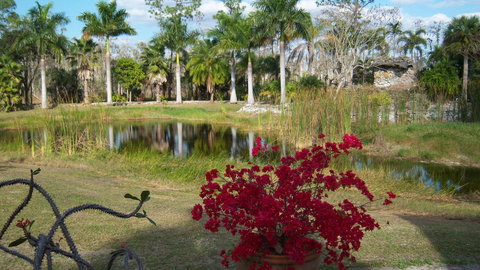 bougainvillea -1.JPG