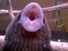 goldline mouth.jpg