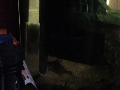 Sorry its dark he doesn't come out of hiding during the day!