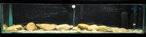 The spawning tank