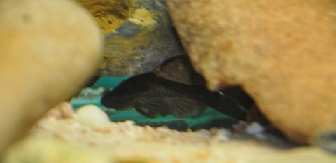 Bad pic of a male fanning an egg clutch