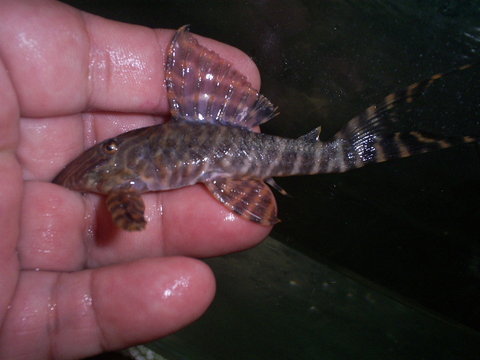 p pleco br.jpg