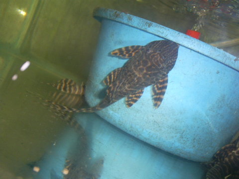 p pleco br 2.jpg