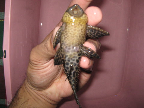 Fish 1