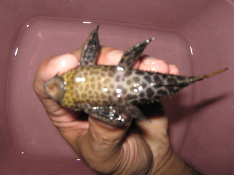 Fish 2