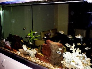fish 093.jpg
