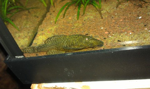 IMAG0055.jpg