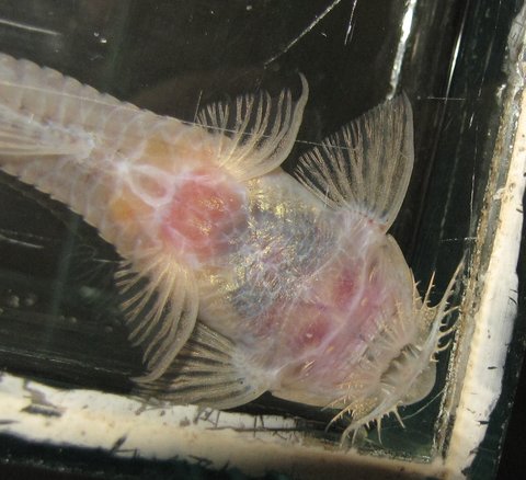 Female