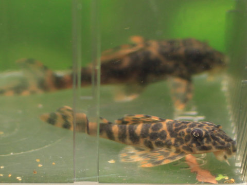 Fish3.jpg