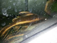 catfish.jpg
