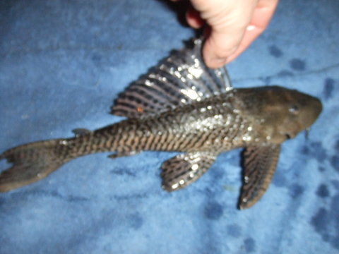 2013_04090054.JPG