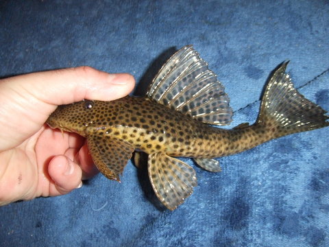 2013_04090055.JPG