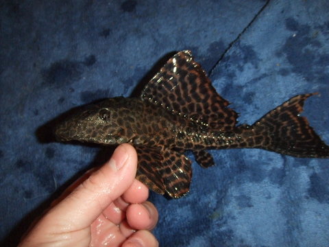 2013_04090057.JPG