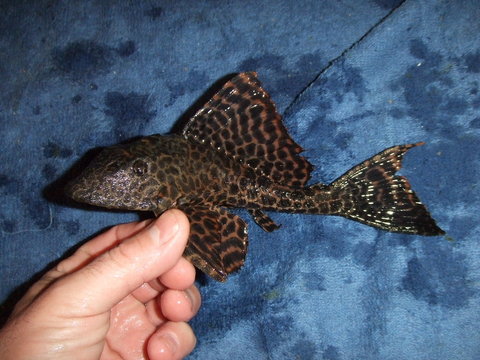 2013_04090058.JPG