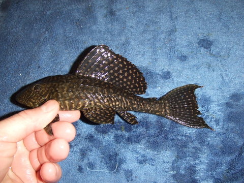 2013_04090059.JPG
