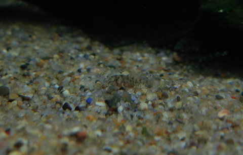 fry after ~10 days