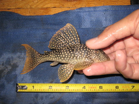 Smaller Male