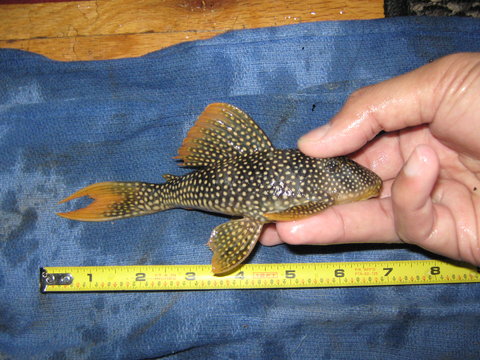 Bigger female