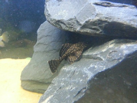 Pleco.jpg