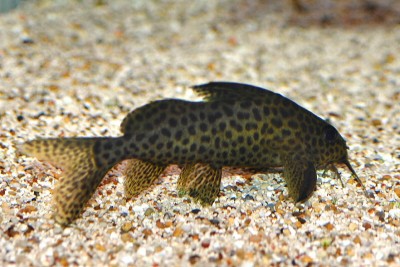 Synodontis species Guinea 02.jpg