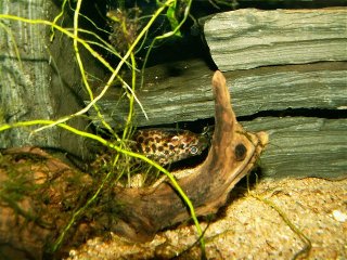 S.nigriventris (3).jpg