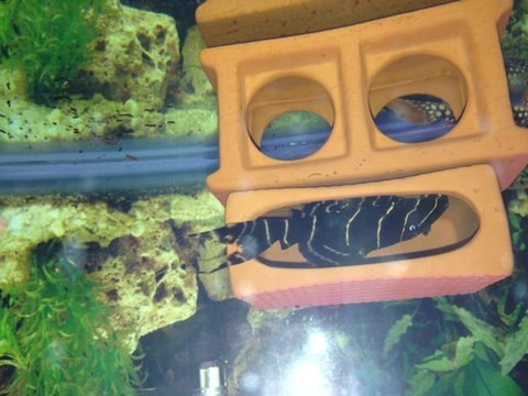 Pleco2.jpg