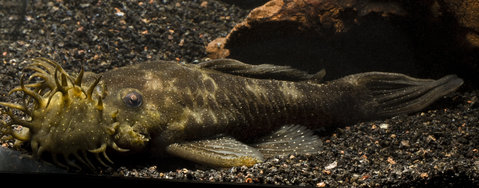 Male L180 (fry have white fin edging and a deeper chocolate color with much more noticeable white spots)