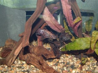 S.nigriventris (4).jpg