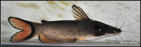 Horabagrus nigricollaris, Chalakudy River