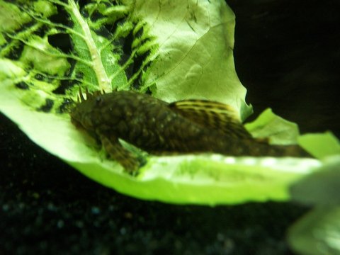 100_4488.JPG