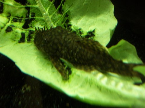 100_4491.JPG