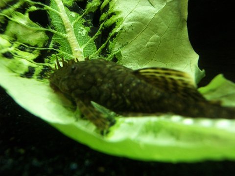100_4490.JPG