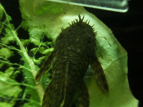 100_4484.JPG