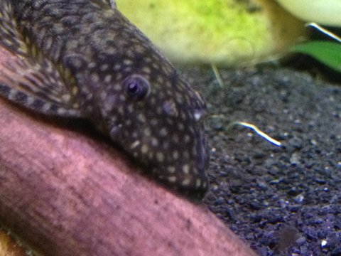 His right side from this morning for comparison
