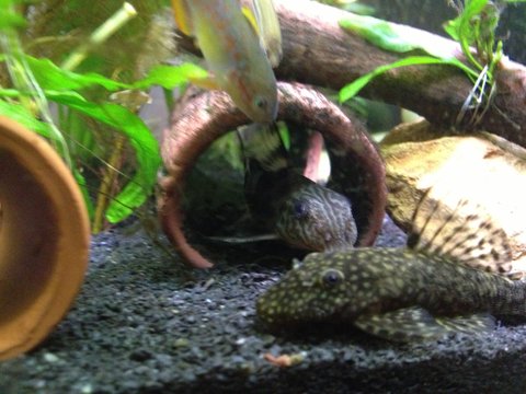 His left side from four days ago