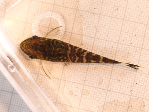 Otocinclus_cocama02.jpg