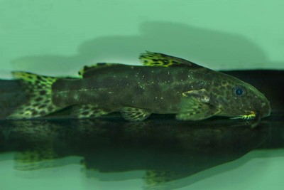 Synodontis waterloti 04.jpg