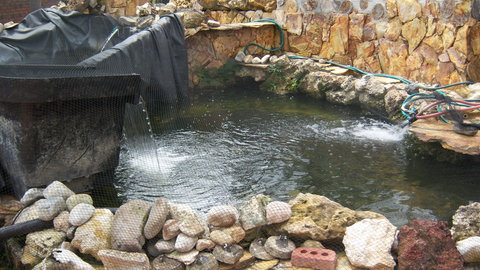 NO2 problem, pond pic 1.JPG