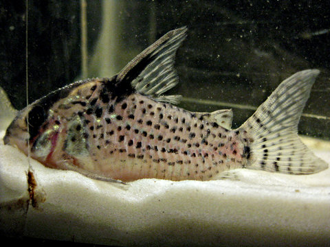 corydoras-sp-1.jpg